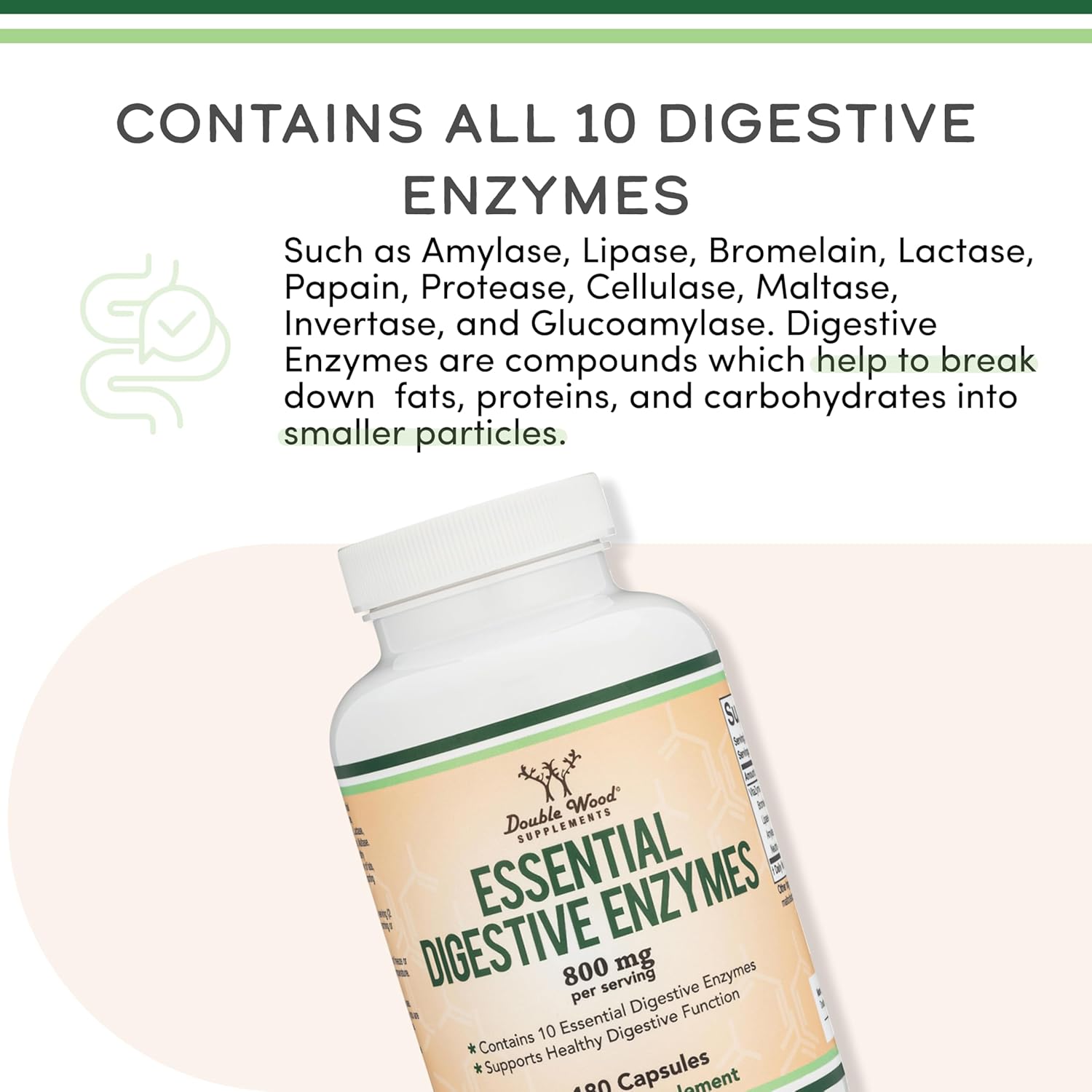 Digestive Enzymes - 800mg Blend of All 10 Most Essential Digestive and Pancreatic Enzymes (Amylase, Lipase, Bromelain, Lactase, Papain, Protease, Cellulase, Maltase, Invertase) by Double Wood - Image 5