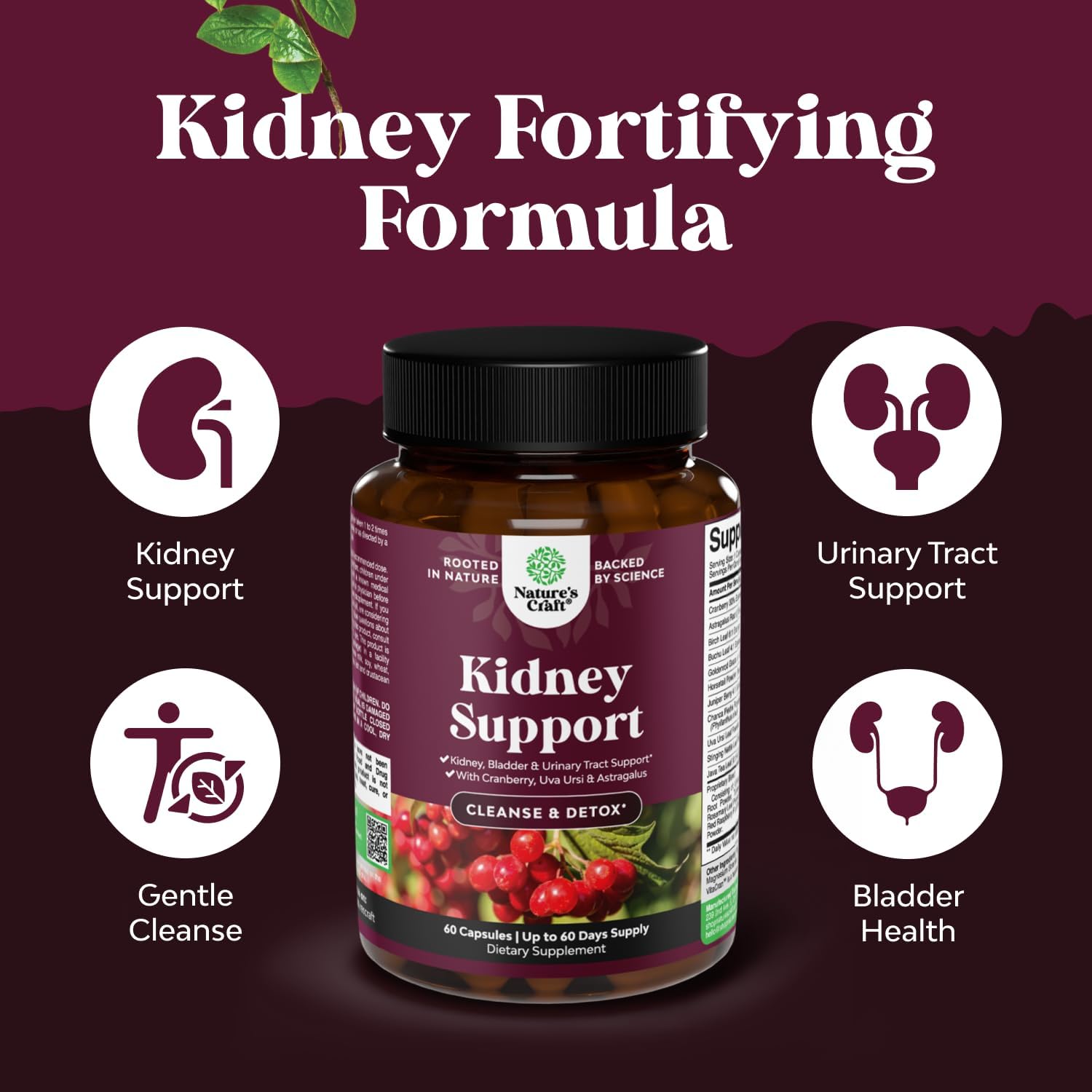 Bundle of Advanced Kidney Support Cranberry Extract with Uva Ursi Stinging Nettle & Astragalus and Liver Cleanse Detox & Repair - Milk Thistle with Dandelion Root Choline Beetroot & Artichoke Extract - Image 4