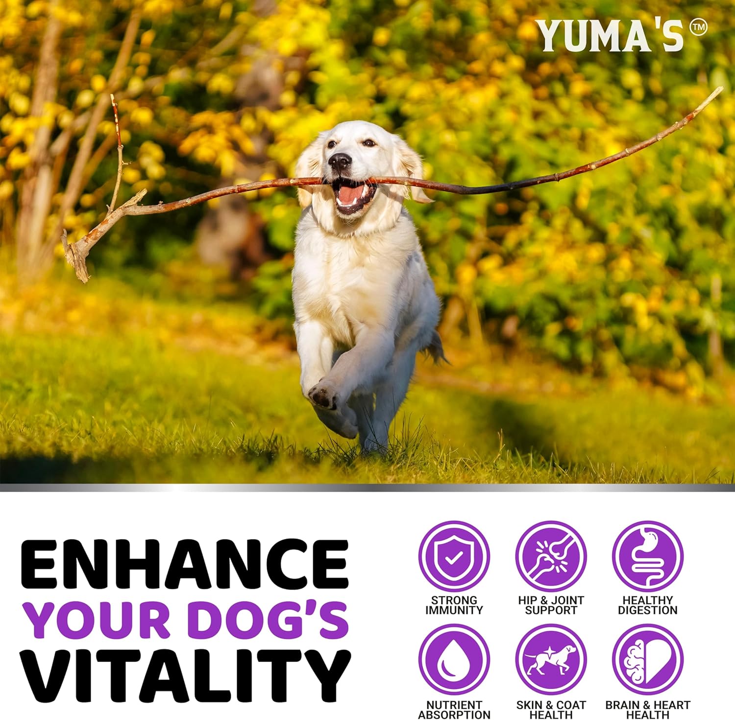 Dog Multivitamin Chewable with Glucosamine - 240 Treats - Dog Vitamins and Supplements - Senior & Puppy Multivitamin for Dogs - Hip & Joint Support - Immune Health, Skin, Heart, Digestion, Probiotics - Image 5